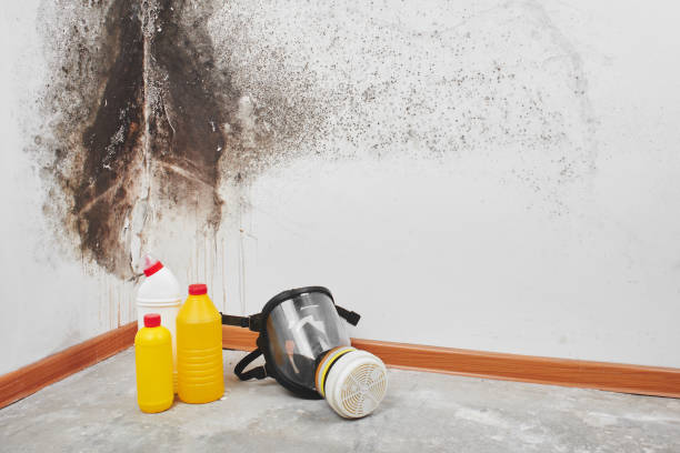 Best Mold Cleaning Services  in Sammamish, WA