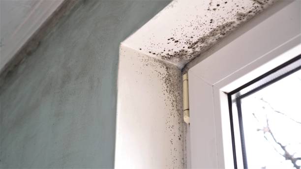 Best Office Mold Removal Services  in Sammamish, WA