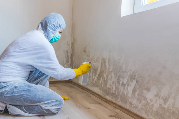 Mold Removal Process in Sammamish, WA