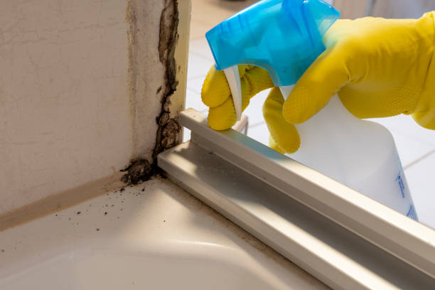 Best Home Mold Removal  in Sammamish, WA