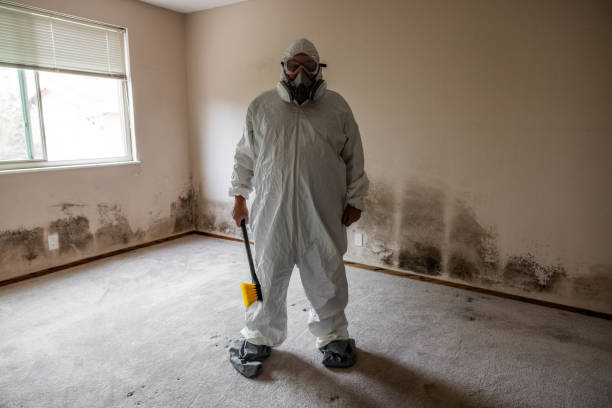 Mold Testing and Removal in Sammamish, WA