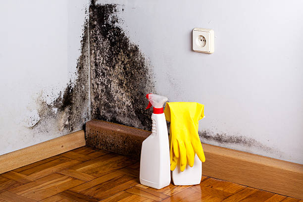 Best Residential Mold Removal  in Sammamish, WA