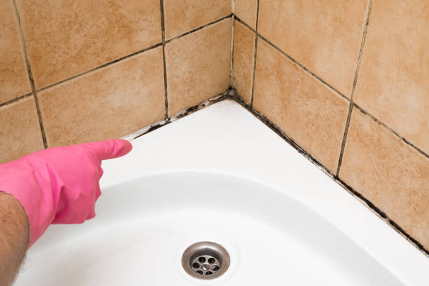 Best Mold Remediation  in Sammamish, WA